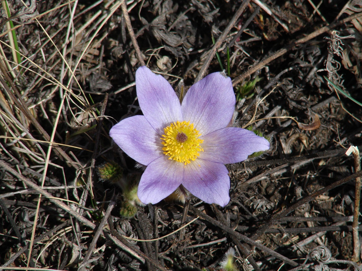 Изображение особи Pulsatilla turczaninovii.