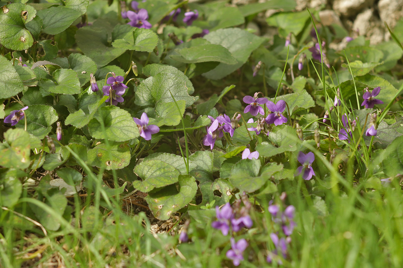 Изображение особи род Viola.