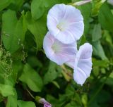 Calystegia sepium. Цветки и листья. Московская обл., Раменский р-н, пос. Ильинский, на заросшей улице среди рудеральной растительности. 01.08.2017.