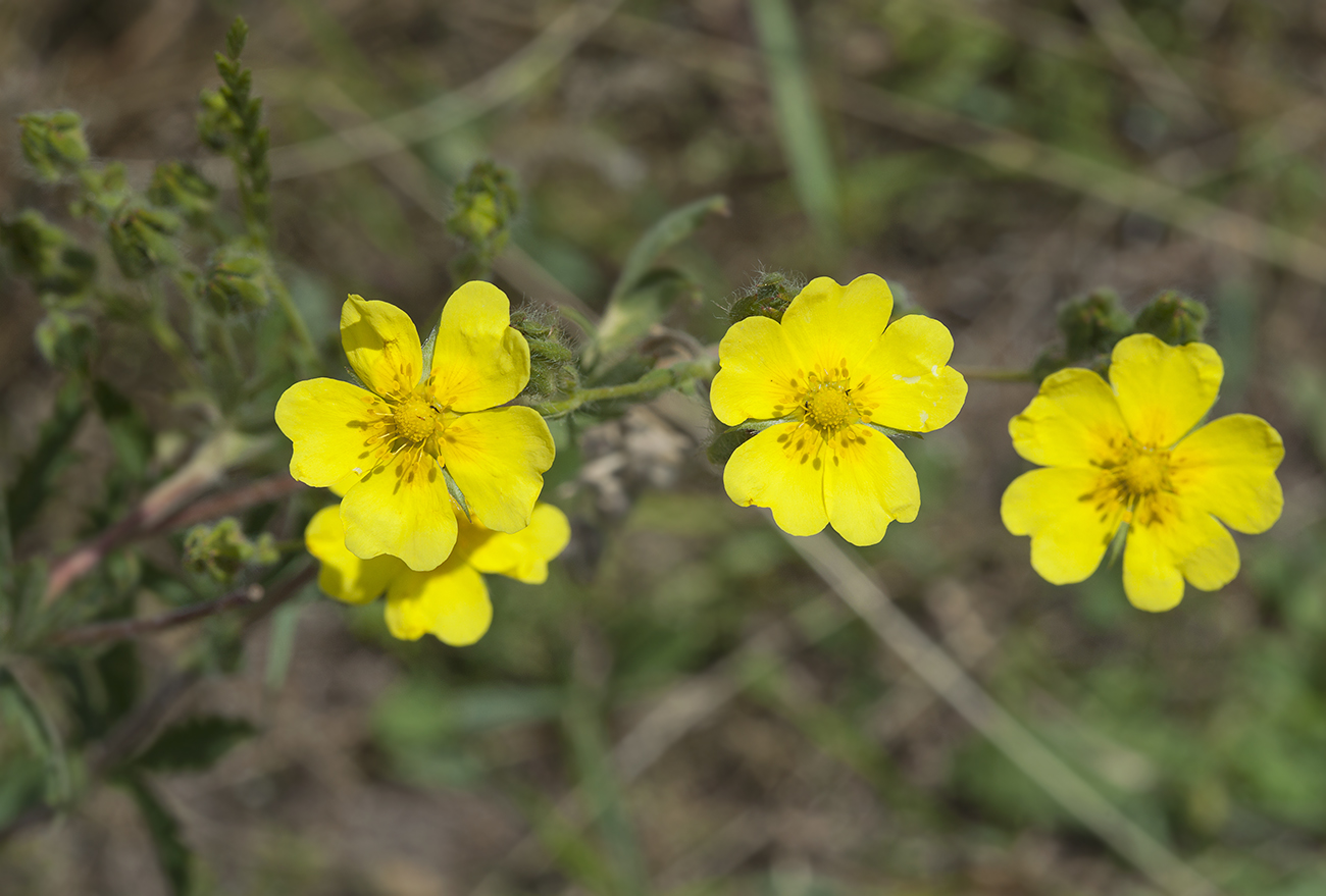 Image of Potentilla pedata specimen.