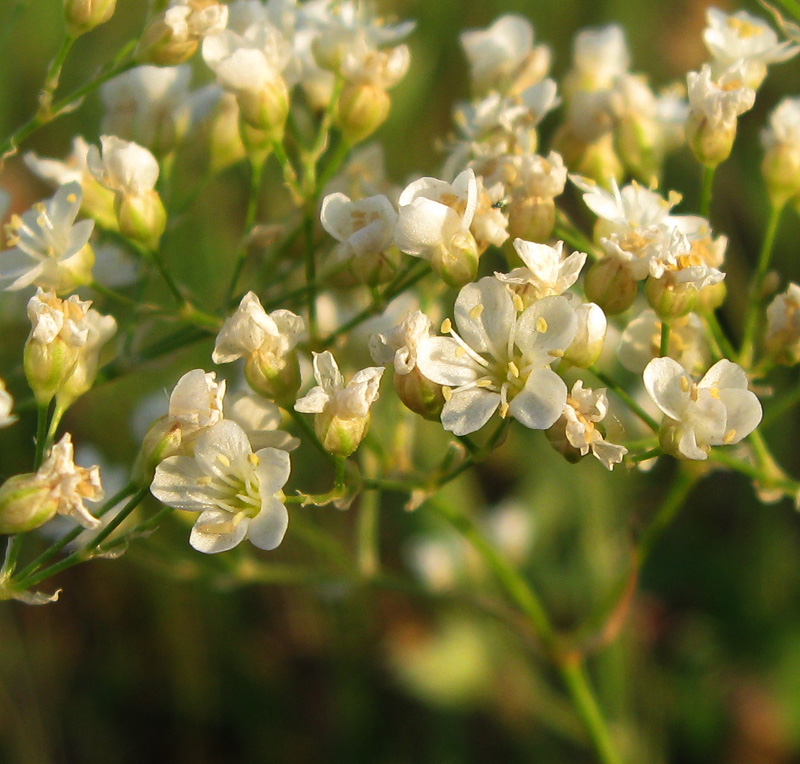 Image of Eremogone longifolia specimen.