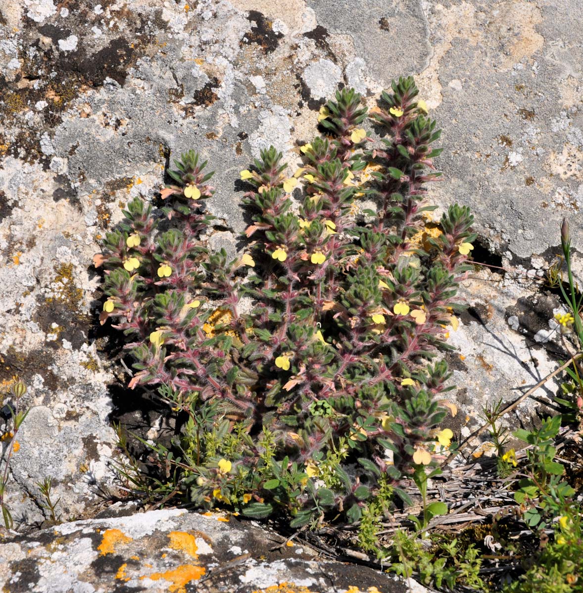 Изображение особи Ajuga chamaepitys ssp. cypria.