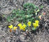 Lotus caucasicus