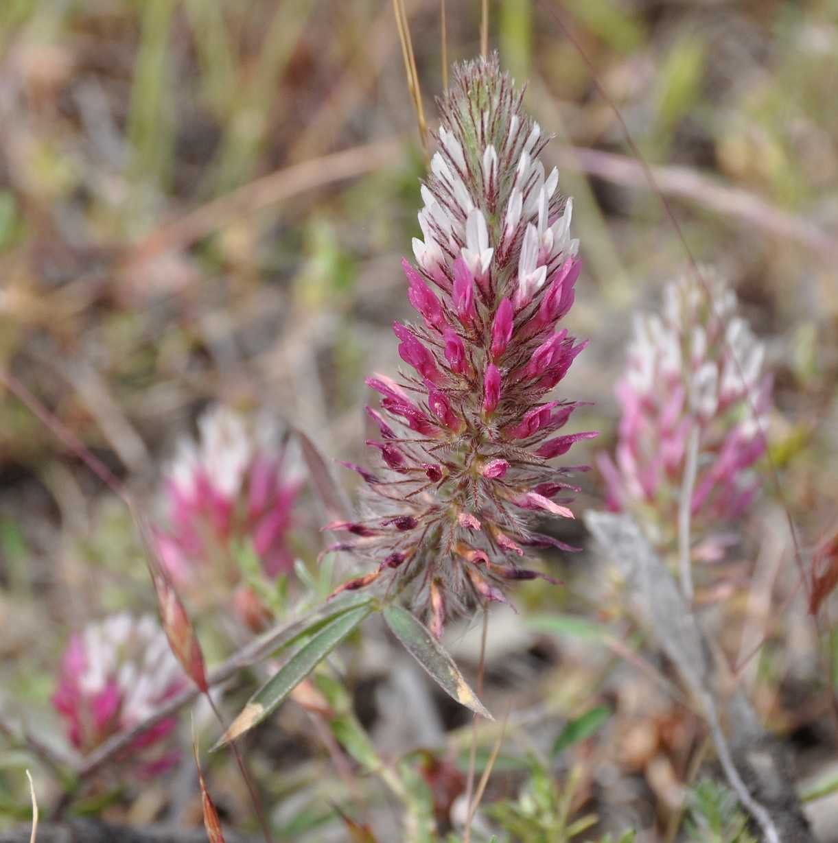 Image of Trifolium pamphylicum specimen.