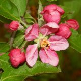 Malus &times; purpurea