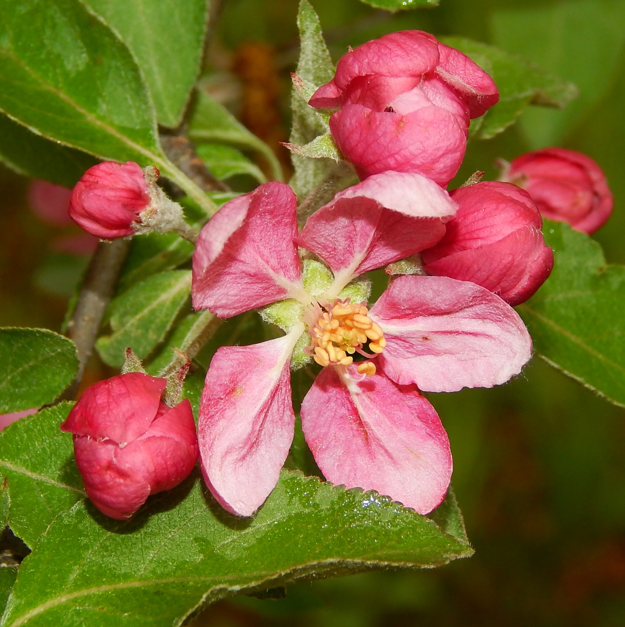 Image of Malus × purpurea specimen.