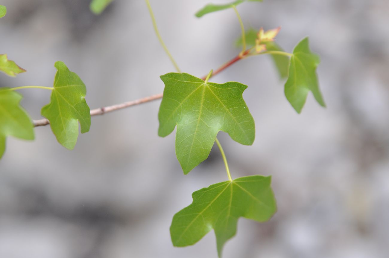 Image of Acer ibericum specimen.