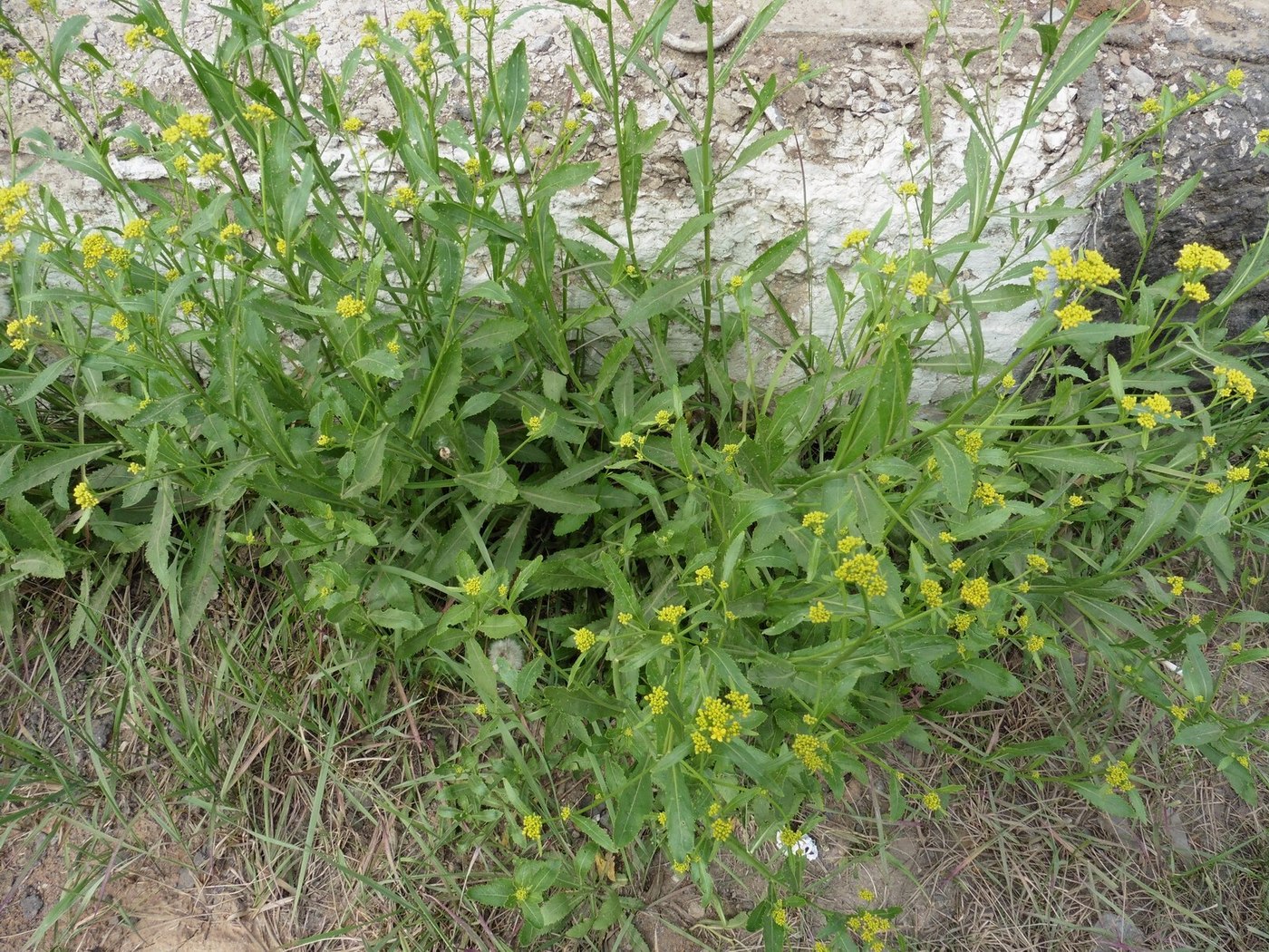 Image of Rorippa austriaca specimen.