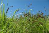Carex elongata