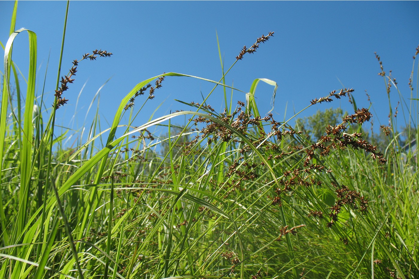 Изображение особи Carex elongata.