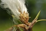 Eriophorum komarovii