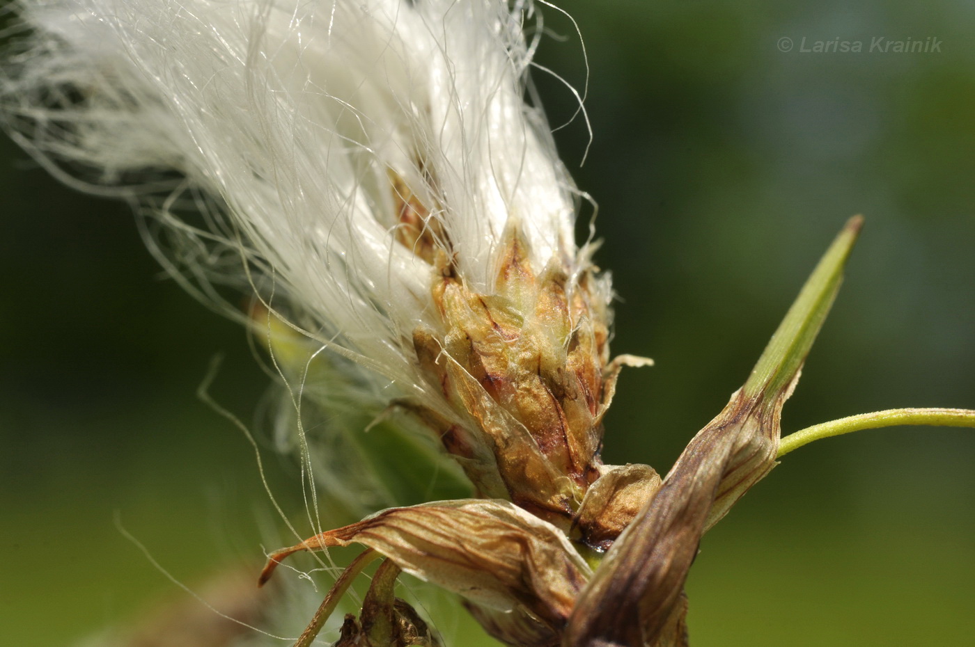 Изображение особи Eriophorum komarovii.