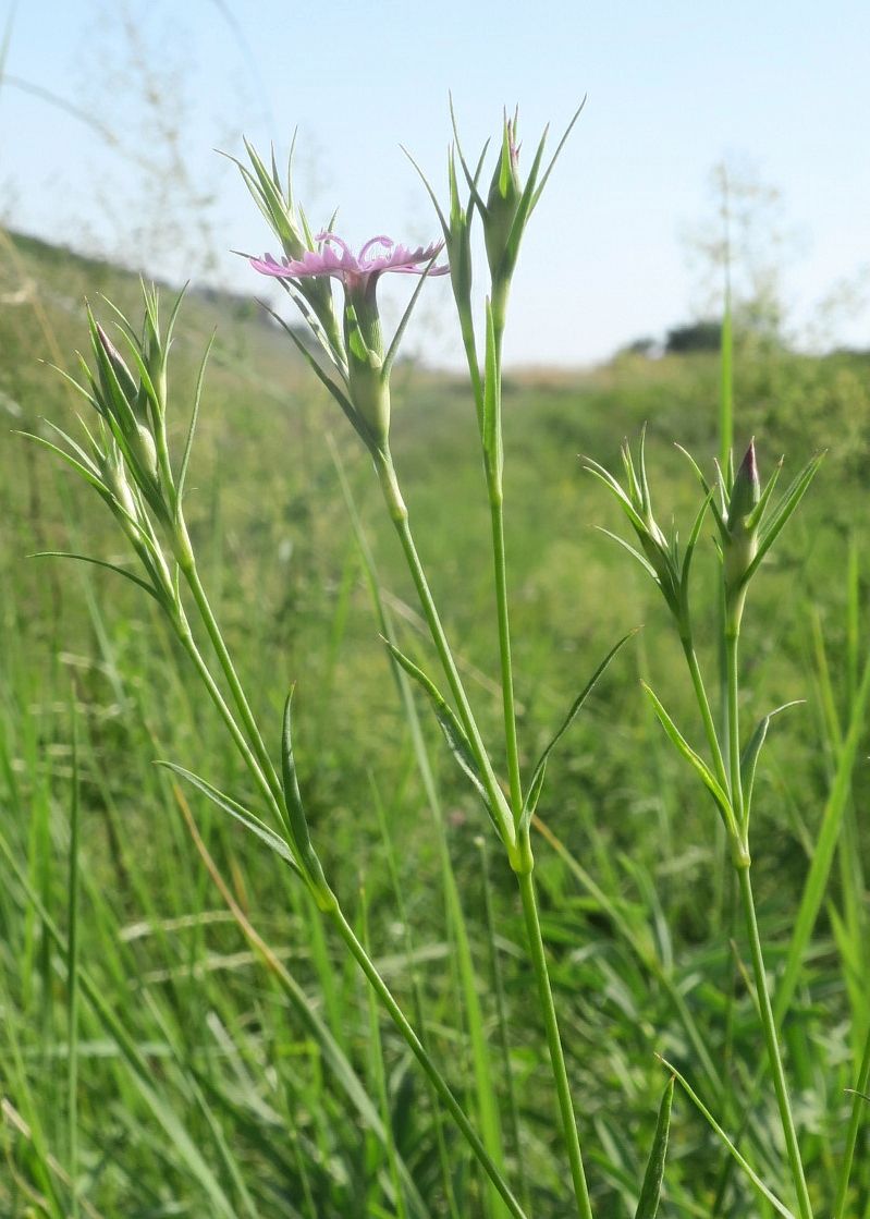 Изображение особи Dianthus eugeniae.