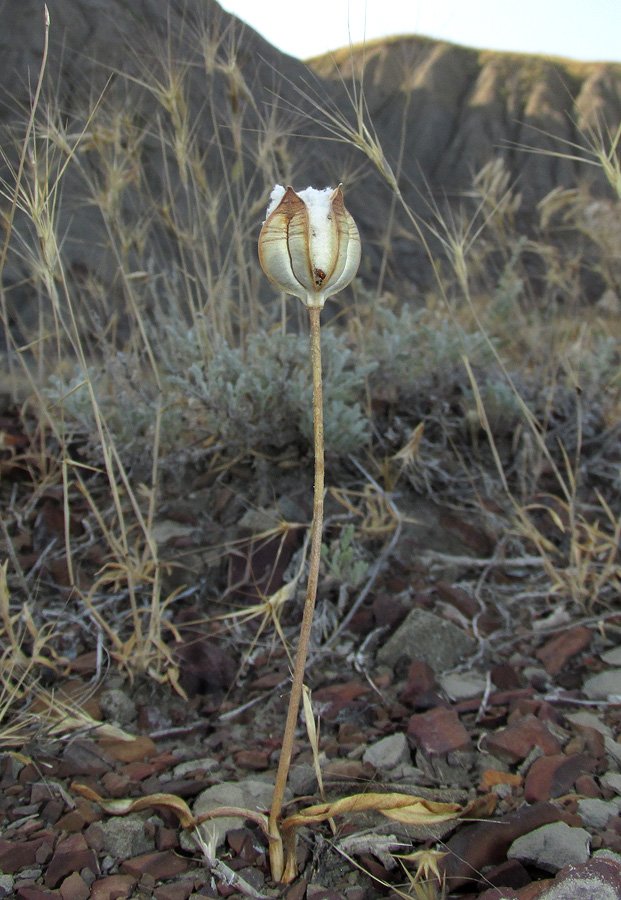 Изображение особи Tulipa biflora.