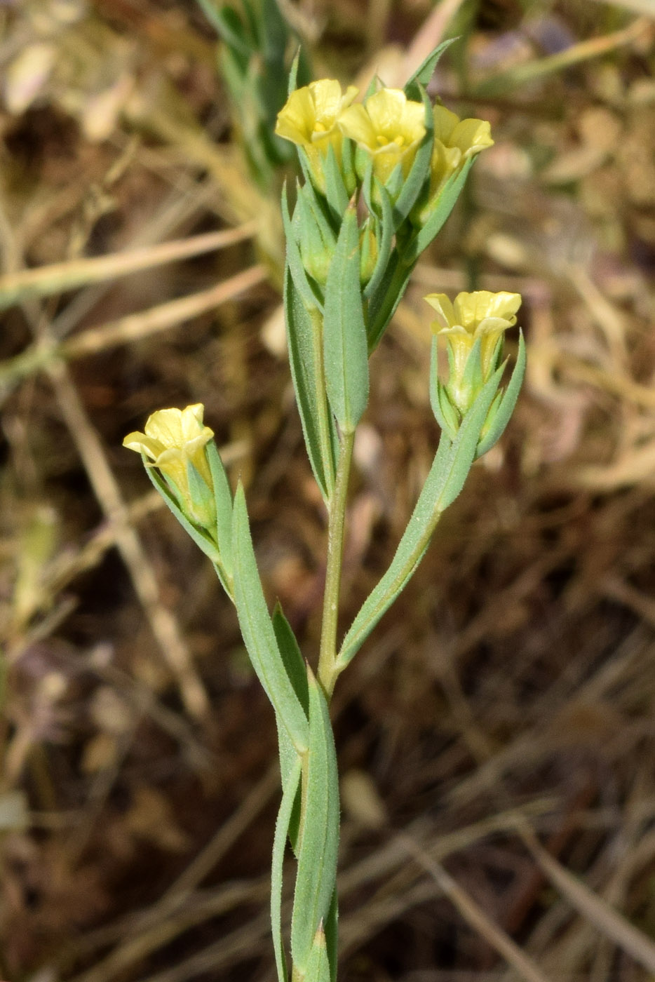 Image of Linum corymbulosum specimen.