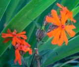 Lychnis fulgens