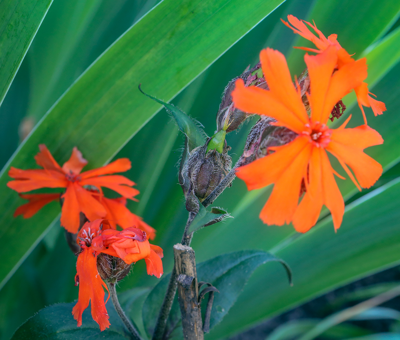 Изображение особи Lychnis fulgens.