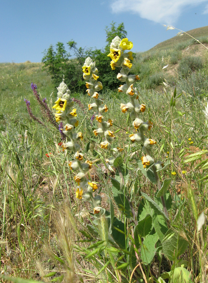 Image of Verbascum formosum specimen.