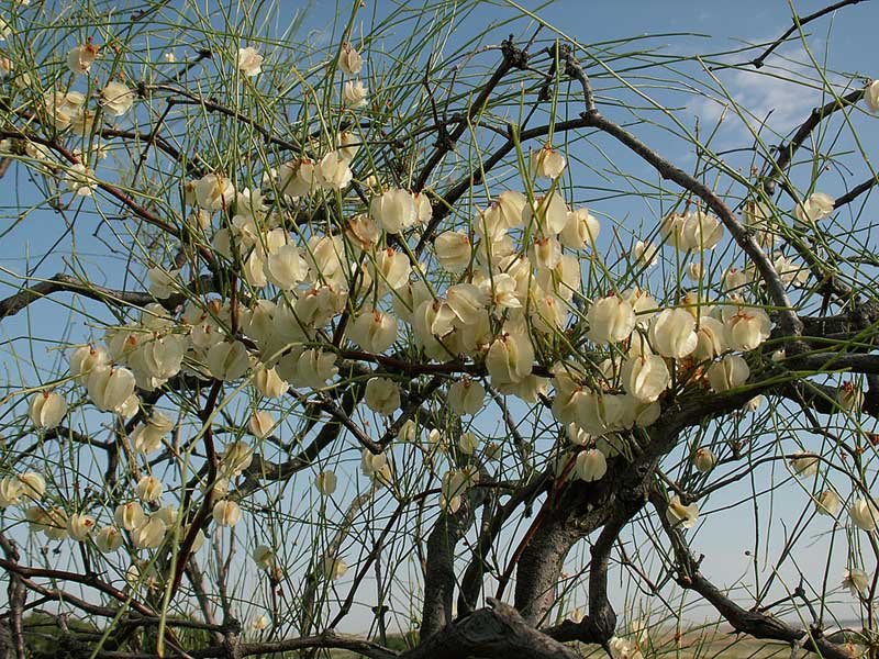 Image of Calligonum aphyllum specimen.