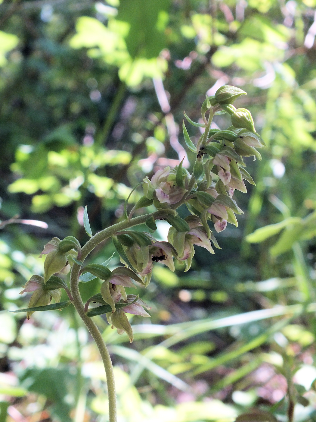 Изображение особи Epipactis helleborine.