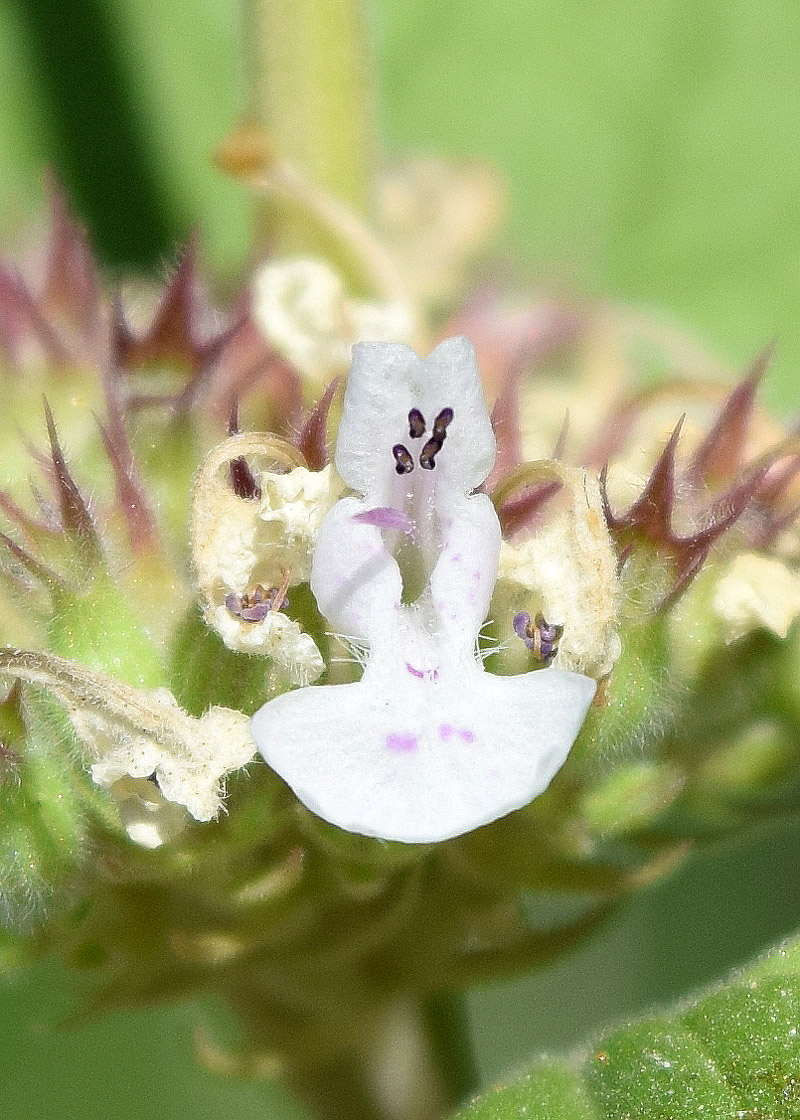 Image of Nepeta cataria specimen.