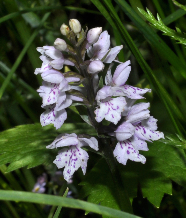 Изображение особи Dactylorhiza fuchsii.