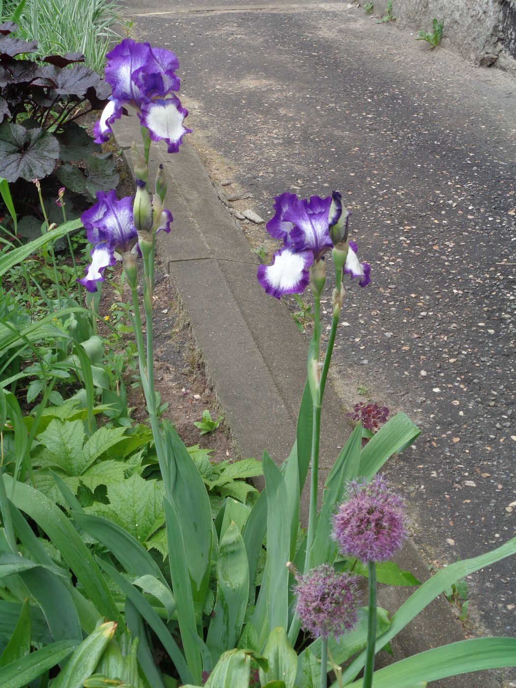 Image of Iris &times; hybrida specimen.