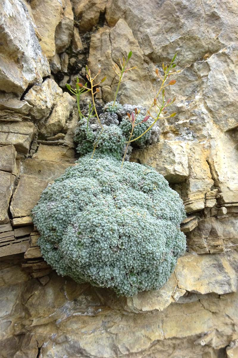 Image of Draba ossetica specimen.