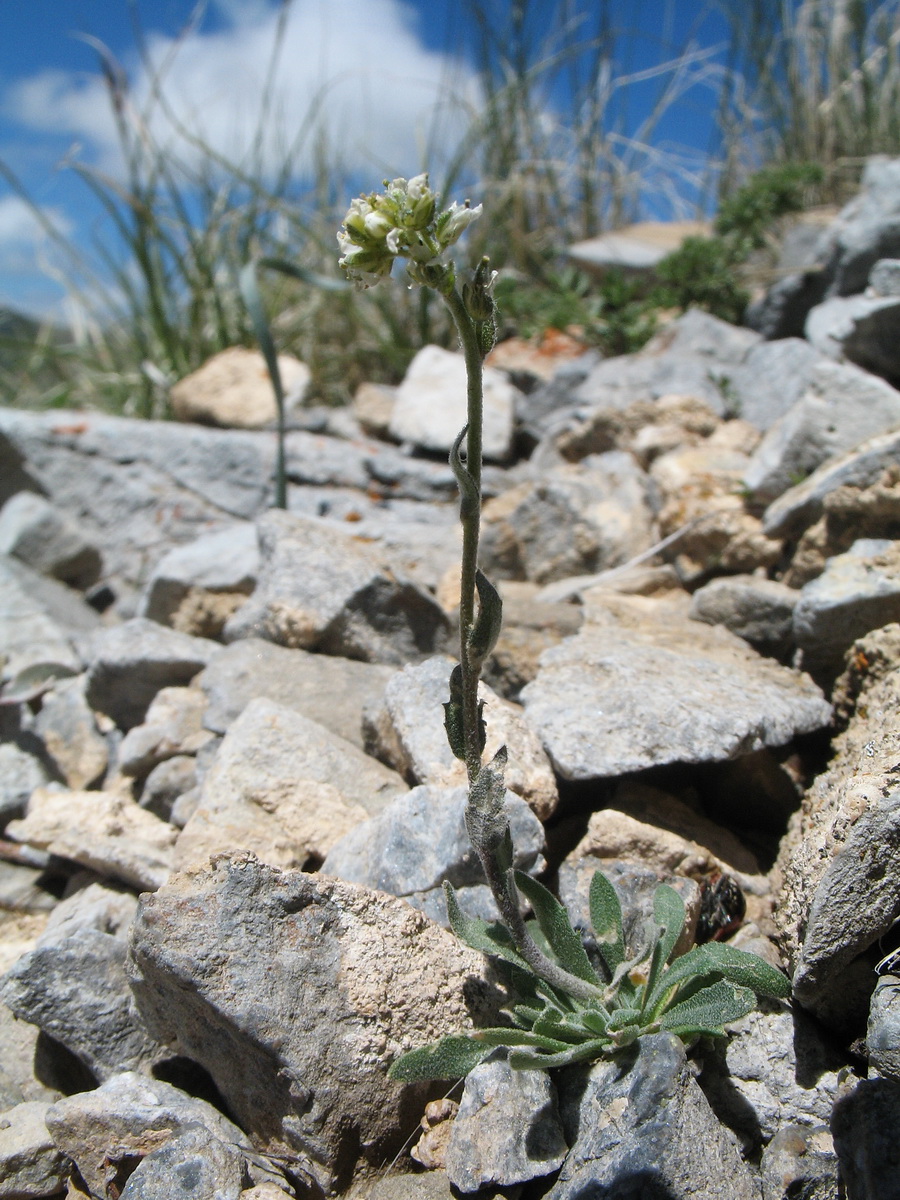 Image of Draba cana specimen.