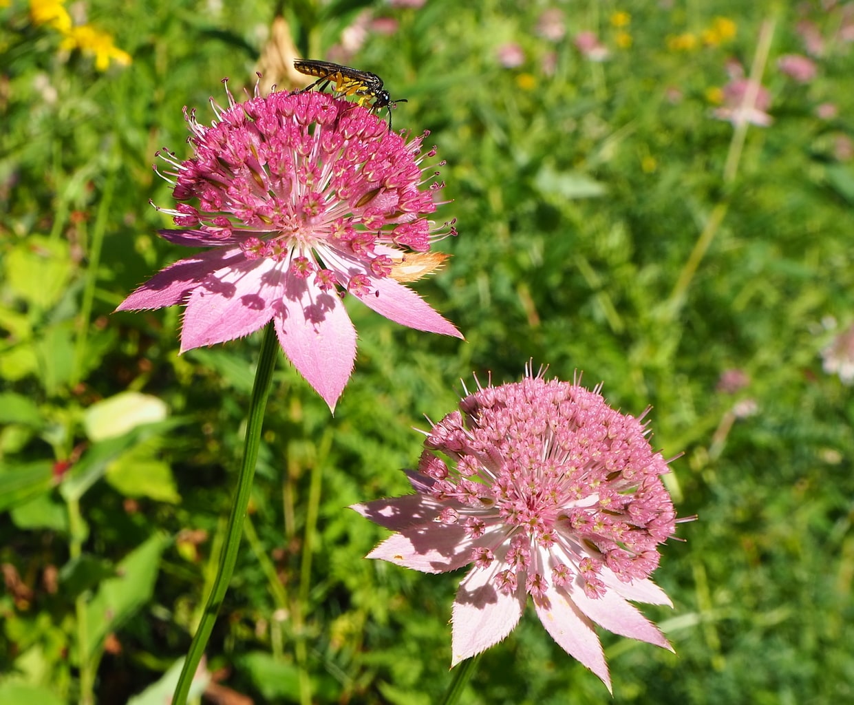 Изображение особи Astrantia maxima.