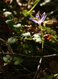 Crocus speciosus