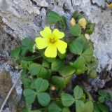 Oxalis magellanica