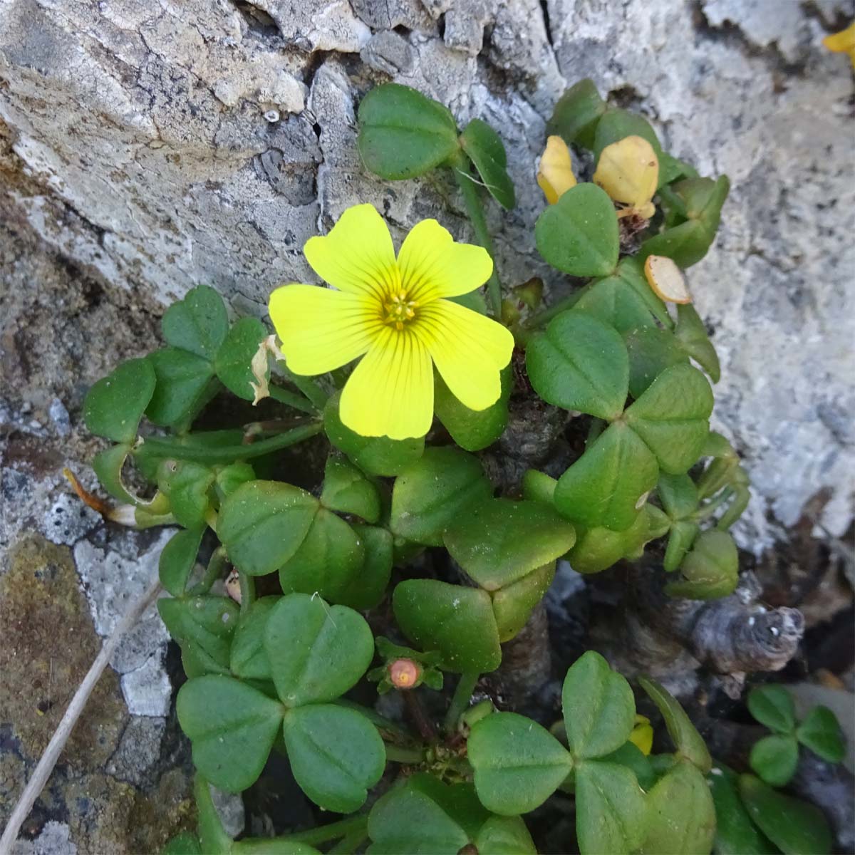 Image of Oxalis magellanica specimen.