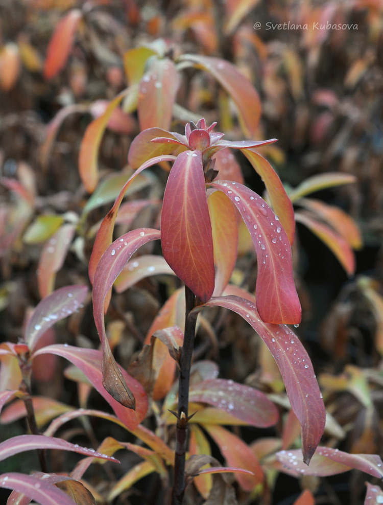 Изображение особи Sibiraea altaiensis.