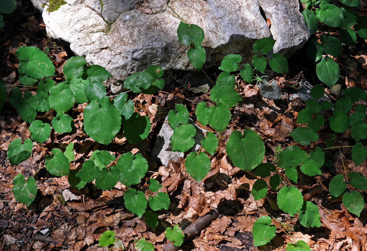 Изображение особи Epimedium alpinum.