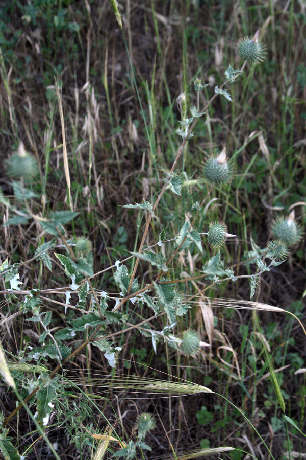 Image of Cousinia radians specimen.