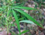 Cannabis sativa var. spontanea