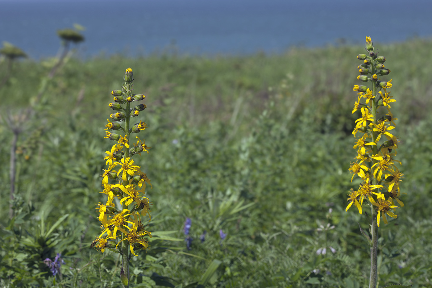 Изображение особи Ligularia fischeri.