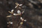 Rhododendron dauricum