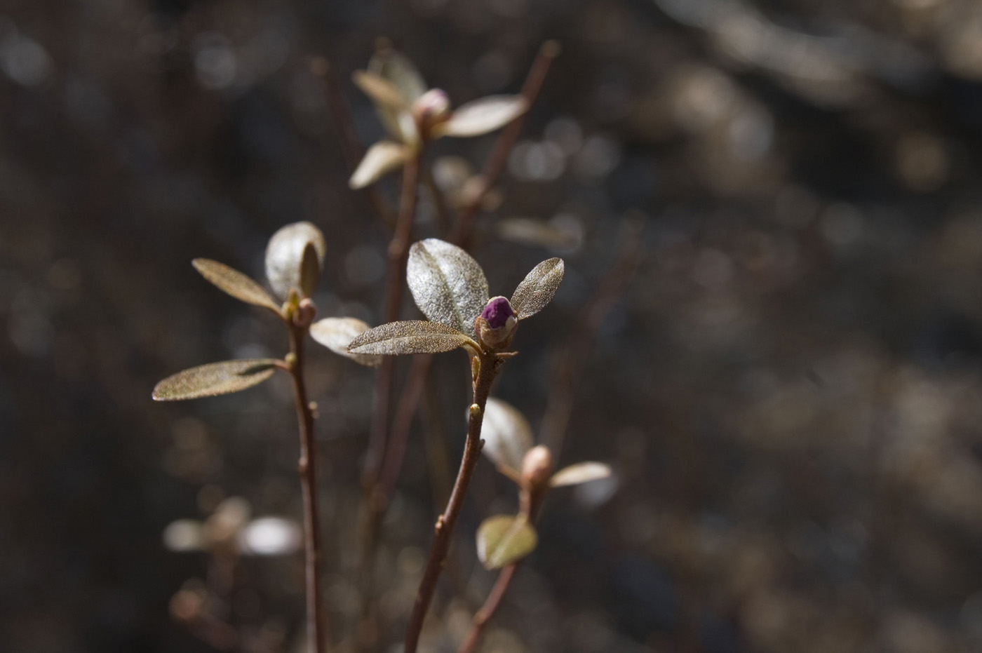 Image of Rhododendron dauricum specimen.