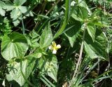 Viola acutifolia. Цветущие и плодоносящие растения. Кыргызстан, Иссык-Кульская обл., Григорьевское ущелье. 31.05.2019.