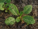 Salvia viridis