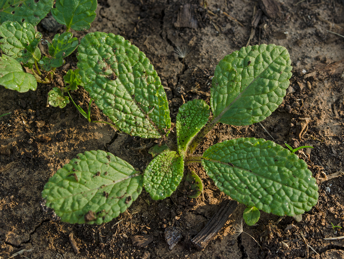 Image of Salvia viridis specimen.