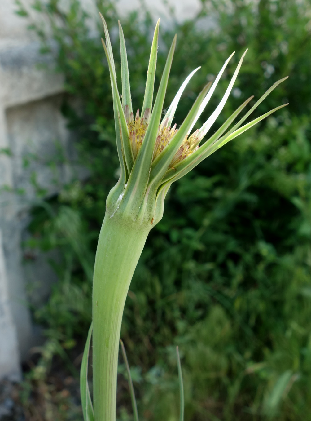 Image of Tragopogon capitatus specimen.