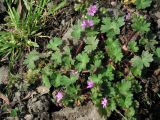 Geranium molle. Цветущее растение на обочине дороги. Азербайджан, Ленкорань. 11.04.2010.