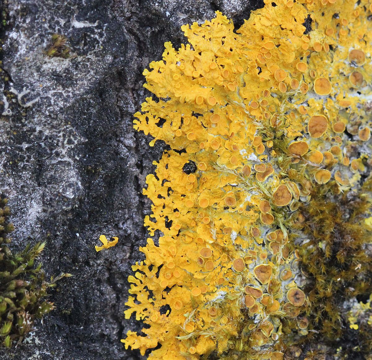 Image of Xanthoria parietina specimen.