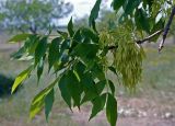 род Fraxinus. Верхушка ветви с плодами. Воронежская обл., Лискинский р-н, музей-заповедник \"Дивногорье\", балка в степи. 11.06.2011.