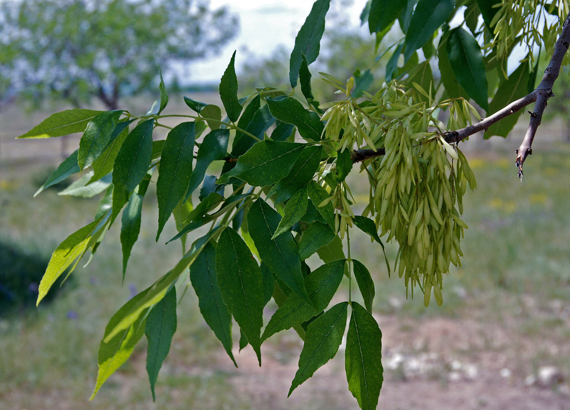 Изображение особи род Fraxinus.