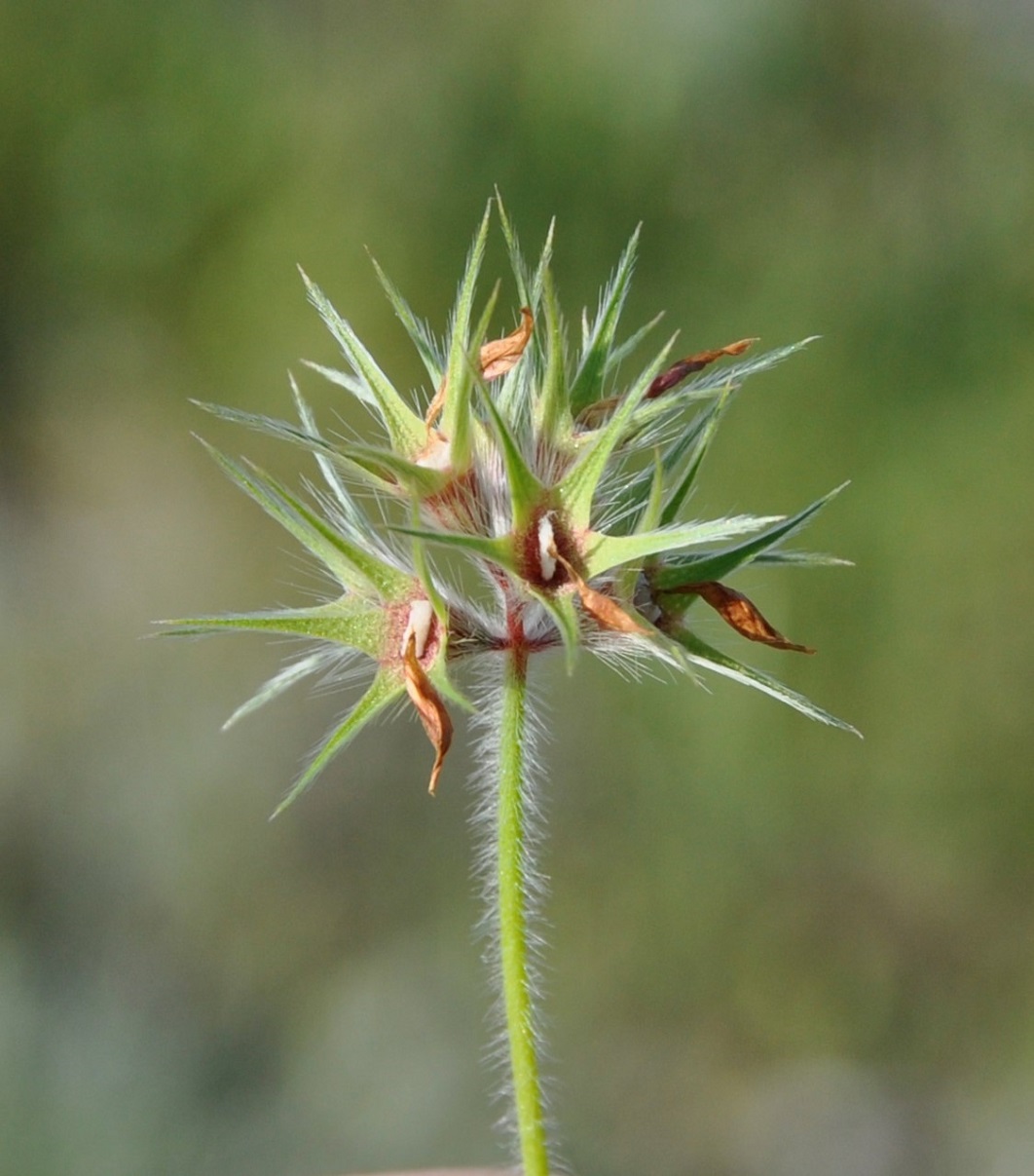 Изображение особи Trifolium stellatum.