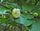 Calycanthus chinensis. Часть ветви с цветком и бутонами. Польша, г. Рогов, арборетум, в культуре. 29.05.2018.